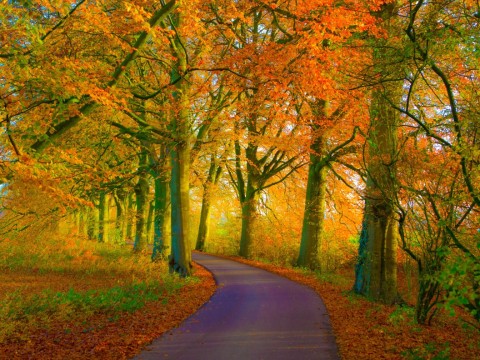 herfst.jpg